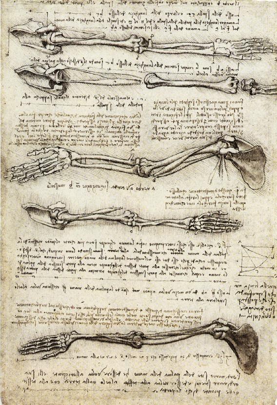 http://www.drawingsofleonardo.org/images/arms.jpg