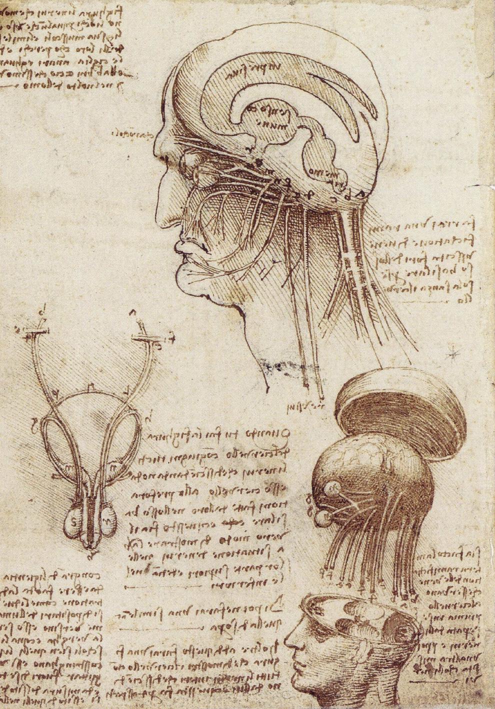 http://www.drawingsofleonardo.org/images/brainphysiology.jpg