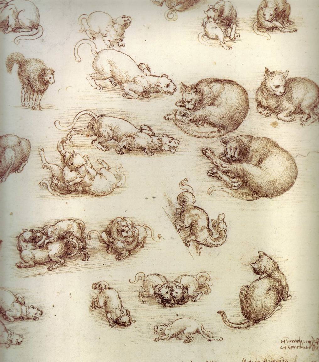 http://www.drawingsofleonardo.org/images/cats.jpg