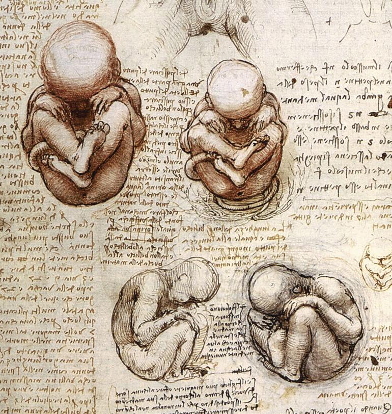 http://www.drawingsofleonardo.org/images/fetus.jpg