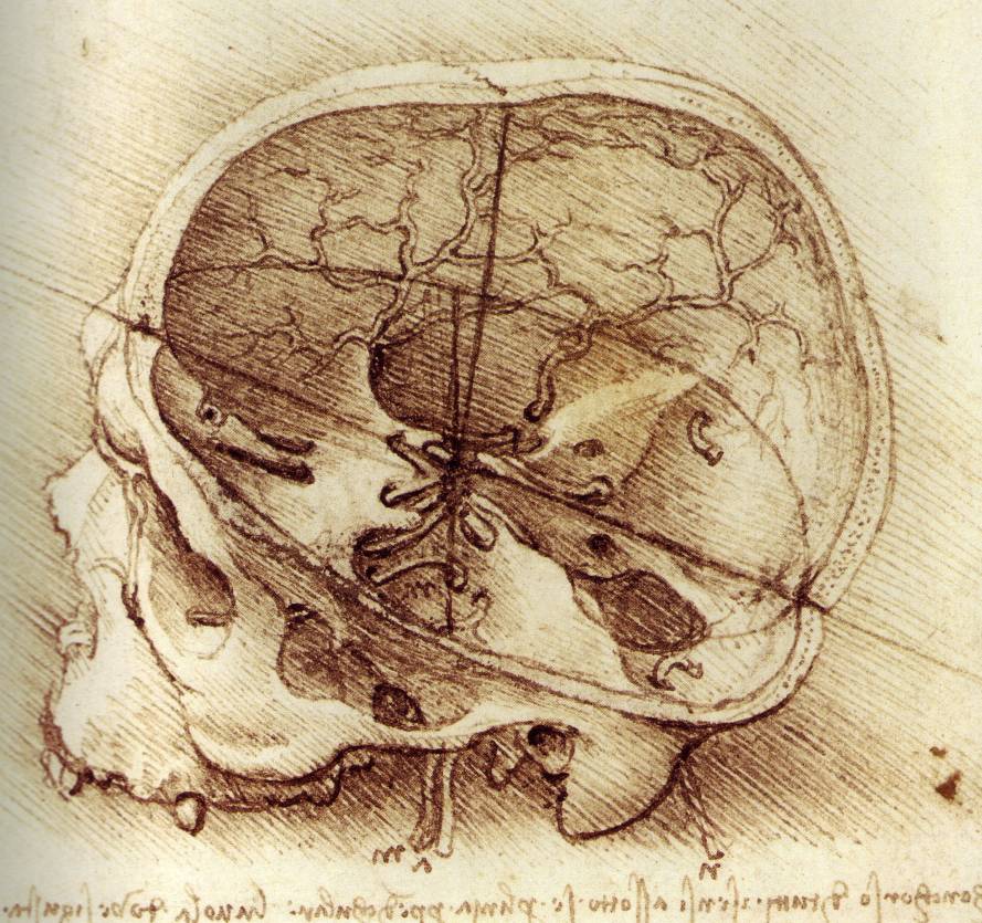 http://www.drawingsofleonardo.org/images/head.jpg