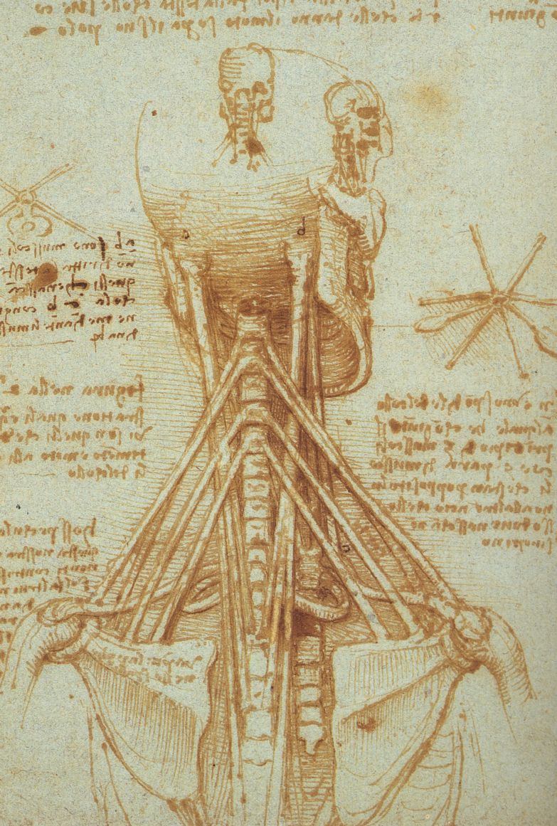 http://www.drawingsofleonardo.org/images/neck.jpg