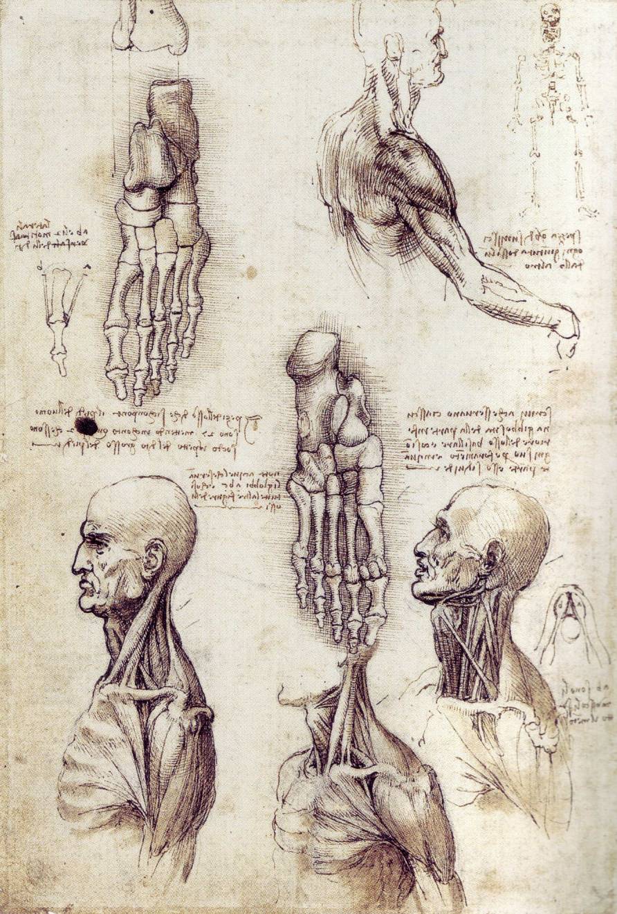 The Drawings Of Leonardo Da Vinci