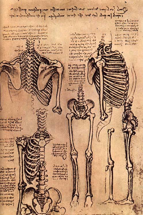 http://www.drawingsofleonardo.org/images/skeletons.jpg