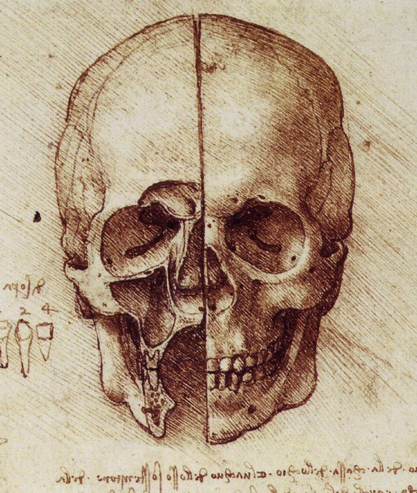 View of a Skull c 1489